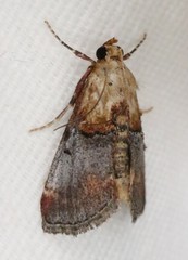 Cacozelia basiochrealis