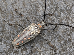 Batocera