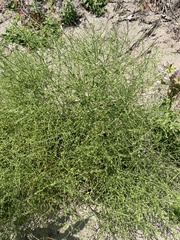 Cycloloma atriplicifolium