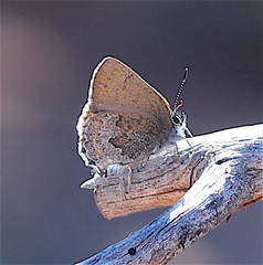 Callophrys fotis