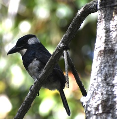 Notharchus pectoralis