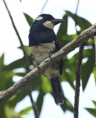 Notharchus pectoralis