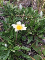 Dryas octopetala