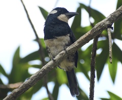 Notharchus pectoralis