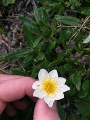 Dryas octopetala