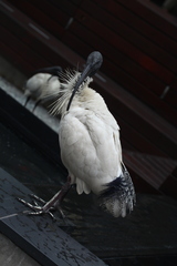 Threskiornis molucca
