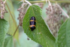 Cosmoscarta abdominalis