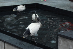 Threskiornis molucca