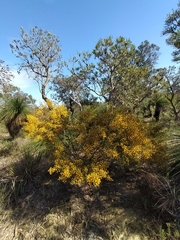 Acacia pulchella