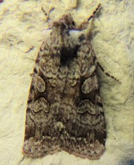 Lacinipolia cuneata