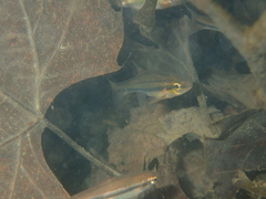 Chrosomus erythrogaster