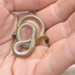 Freiberg's Blind Snake - Photo (c) Exequiel, some rights reserved (CC BY-NC), uploaded by Exequiel