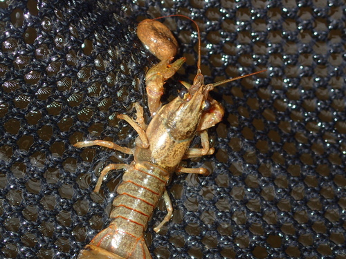 Faxonius punctimanus