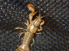 Faxonius punctimanus