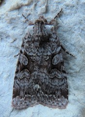 Lacinipolia cuneata