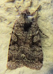 Lacinipolia cuneata