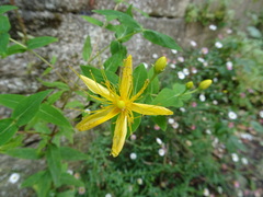 Hypericum hircinum majus