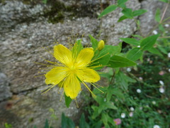 Hypericum hircinum majus