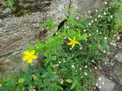 Hypericum hircinum majus