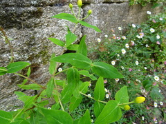 Hypericum hircinum majus