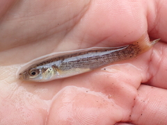 Fundulus catenatus
