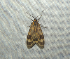 Eucereon costulata
