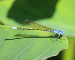 Argia rhoadsi