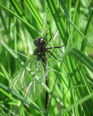 Somatochlora williamsoni