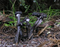 Craterellus australis