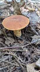 Xerocomus illudens