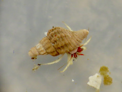 Paciocinebrina interfossa