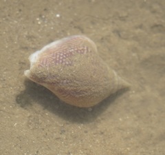 Laevistrombus canarium