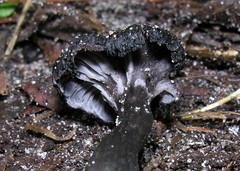 Craterellus australis