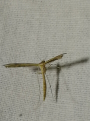 Stenoptilia bipunctidactyla