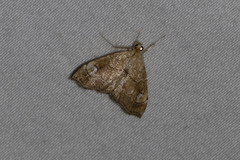 Scybalistodes periculosalis