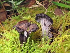 Craterellus australis