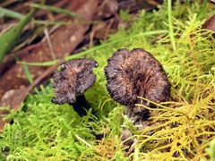 Craterellus australis