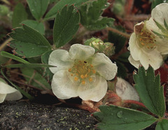 Fragaria virginiana platypetala