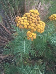 Tanacetum vulgare