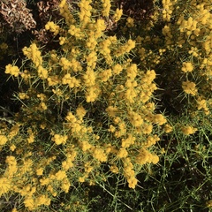 Acacia colletioides