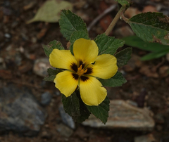 Turnera subulata
