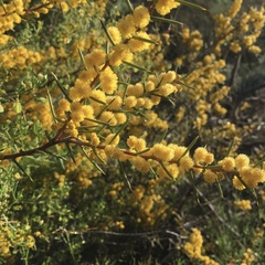 Acacia colletioides