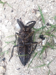 Lethocerus collosicus