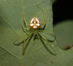 Araneus guttulatus