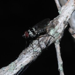 Anthomyia medialis