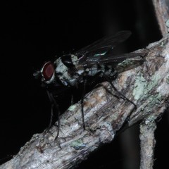 Anthomyia medialis