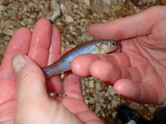 Fundulus catenatus