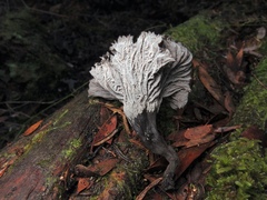 Craterellus australis