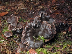 Craterellus australis