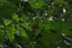 Pittosporum pentandrum